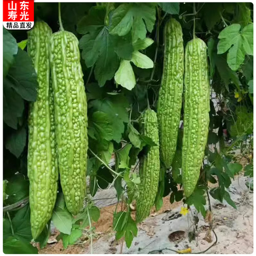 绿苦瓜凉瓜山东青皮苦瓜产地直发