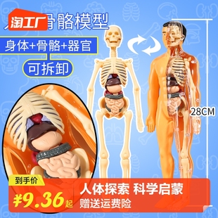 结构骨骼器官3d骨架内脏医学解剖早教儿童玩具 人体模型可拆卸拼装