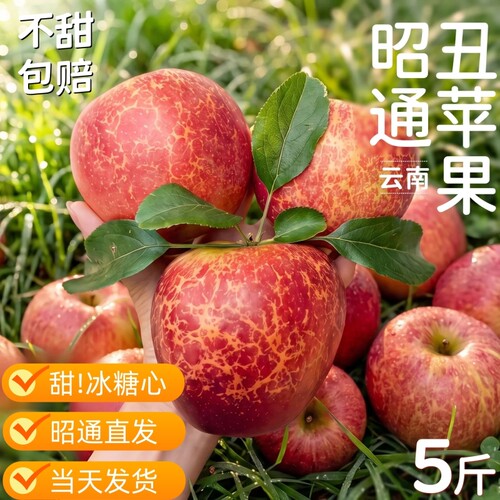 昭通丑苹果水果新鲜红露苹果冰糖心正宗现摘云南高山红富士直发
