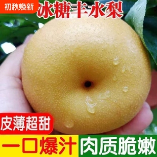 正宗安徽丰水梨净重4.5斤