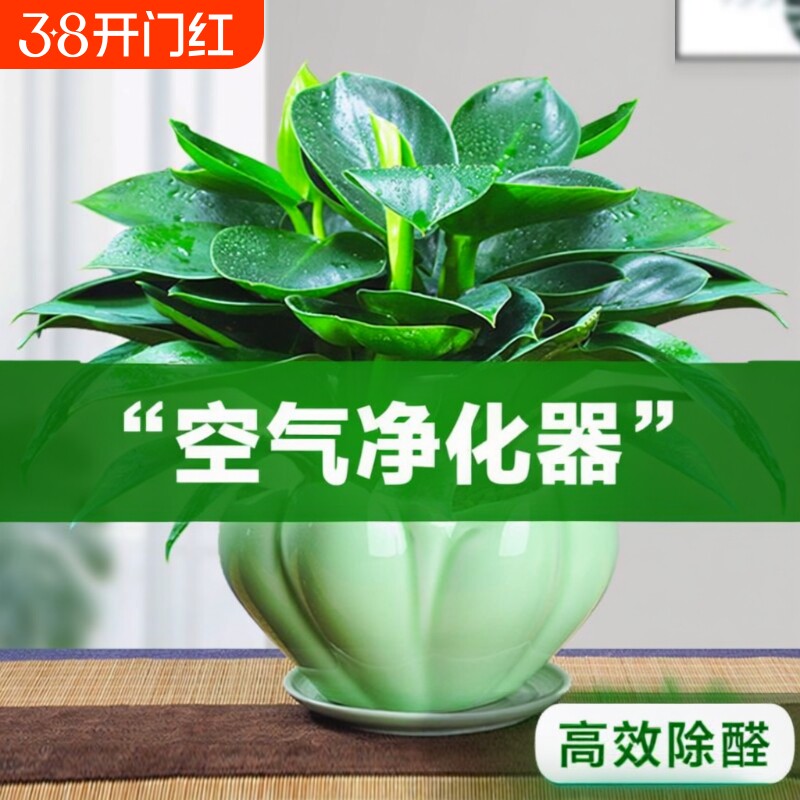 金钻盆栽绿植绿萝箩水培植物室内花卉办公室客厅好养阳台甲醛铂金