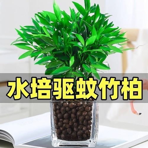 水培驱蚊竹水养植物竹柏室内好养绿植花卉盆栽四季常青多规格