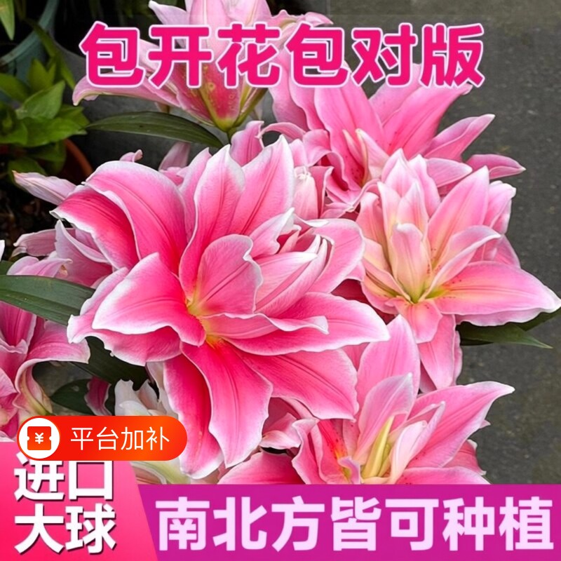 百合花种球盆栽冰美人进口耐寒花卉重瓣香水百合种子种植苗籽阳台