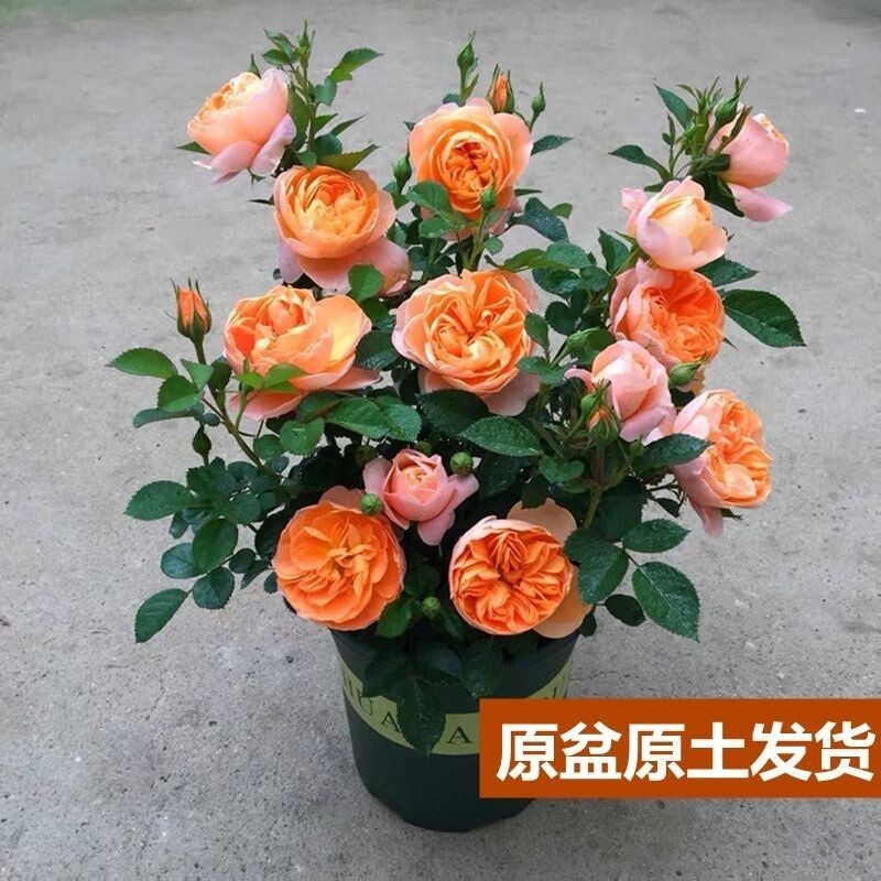 (果汁阳台)月季庭院盆栽带盆带土带花苞保底10-16个花苞好养好活