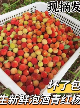 2026当季新鲜杨梅现摘鲜果小山杨梅泡酒青红杨梅水果土杨梅