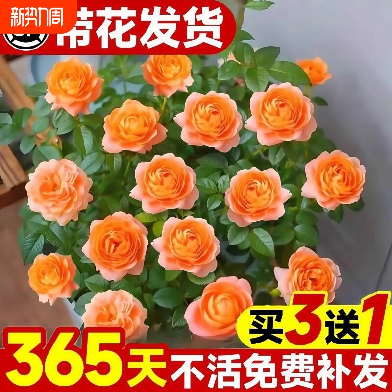 果汁阳台月季花苗盆栽带花苞四季开特大花卉玫瑰树苗鲜花植物室内