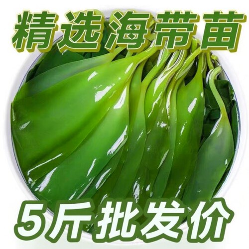 霞浦特产海带嫩苗新鲜盐渍海带苗火锅食材商用脆特产级小海带凉拌