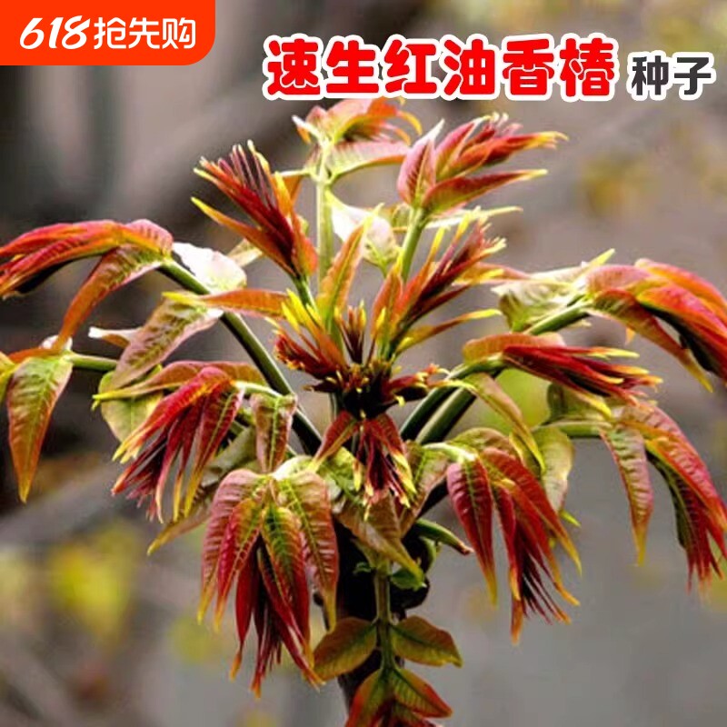 红油香椿种籽新鲜四季蔬菜种子阳台盆栽荠菜玉米水果西瓜西葫芦