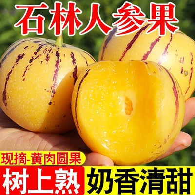 云南石林人参果黄心圆果应当季孕妇新鲜水果树上熟七彩人叁果现摘