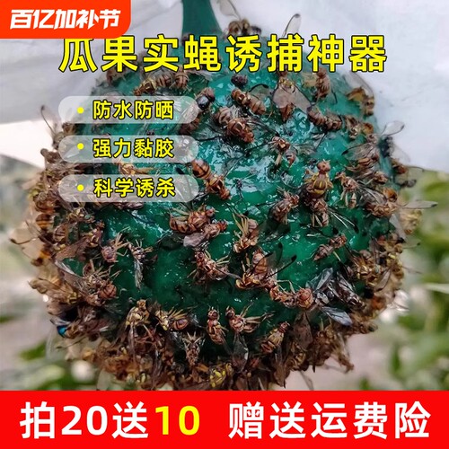 粘虫柑橘果园瓜果诱蝇器实蝇粘胶板针蜂果蝇诱虫球果蝇针蜂引诱剂