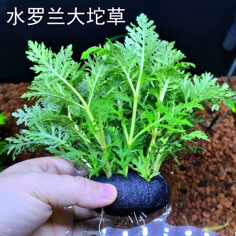水罗兰坨草DIY鱼缸造景水草植物绿植阴性新手生态缸增氧净水淡水