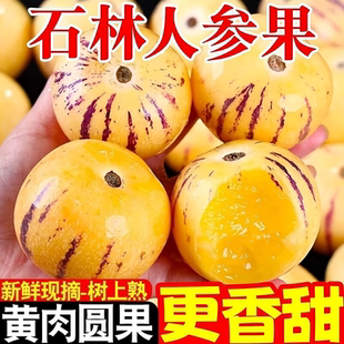 带箱5斤云南石林人参果黄心人生果健康水果低糖黄肉新鲜批发大果
