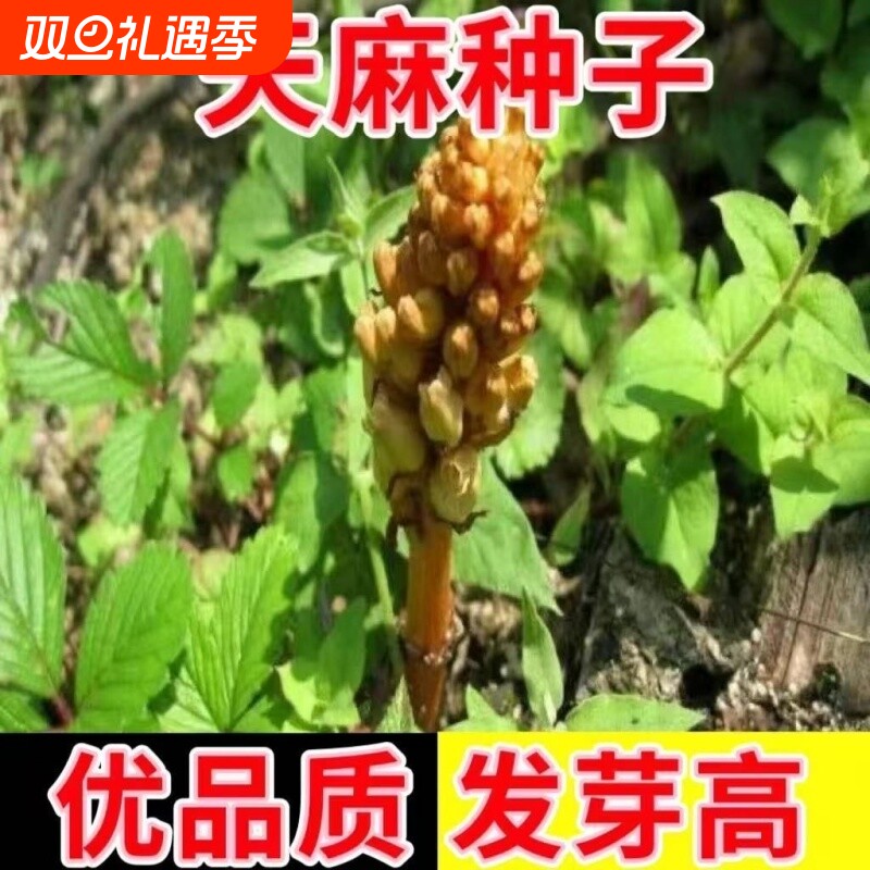 热销!高发芽率天麻种子秋冬种植高产蔬菜种子-JFE