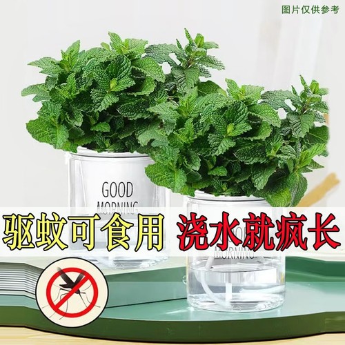 留兰香薄荷可食用驱蚊浇水疯长
