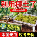 椰砖乌龟冬眠专用椰土苔藓陆龟过冬沙爬宠饲养箱垫料蜘蛛冬天保温