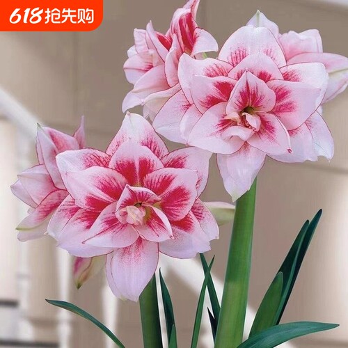 正品特大朱顶红四季开花自然开花客厅办公新年装饰品春节重瓣阳台