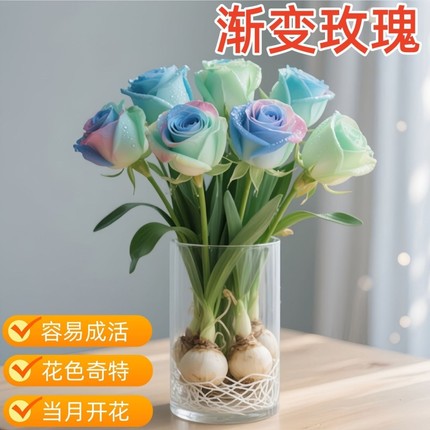 【当月开】浓香型玫瑰花驱蚊虫重瓣水培耐热花卉办公室内绿植盆栽
