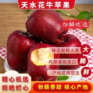 天水花牛苹果甘肃特产黑卡蛇果宝宝辅食粉脆两吃新鲜苹果水果