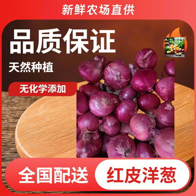 云南紫皮迷你珍珠水果小洋葱圆葱葱头新鲜应季蔬菜农家甜味可生吃