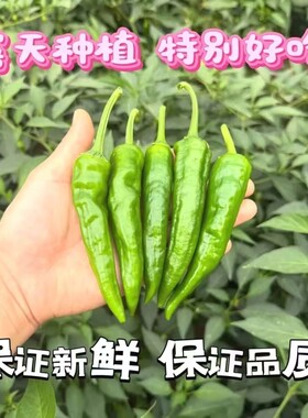 新鲜青辣椒辣妹子辣椒农家特产新鲜蔬菜产地直发批发价5斤旗舰店