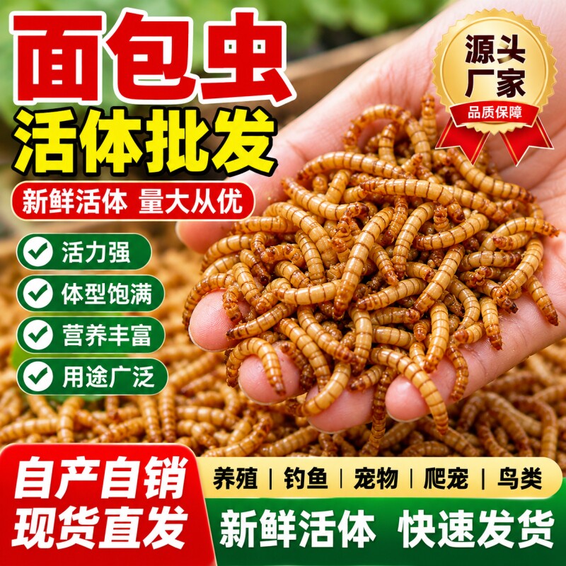 面包虫活虫黄粉虫钓鱼守宫食物角蛙宠物龟蜘蛛螳螂食物鸟料活饵料