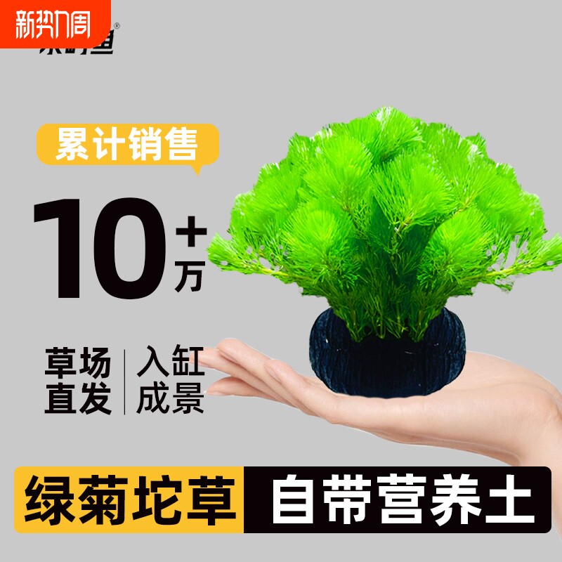 水绿菊坨草鱼缸植物水草阴性培绿植懒人造景底砂水质水罗兰淡水