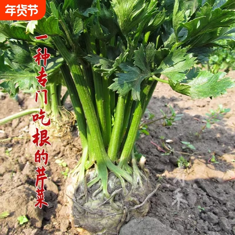 根芹种孑四季小香芹菜籽阳台庭院种植易活高产西芹耐寒耐热蔬菜子