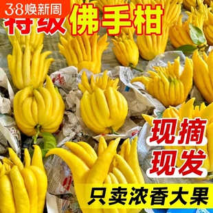 佛手柑鲜果新鲜佛手瓜切带枝室内摆件清供观赏闻香可食用花卉盆栽