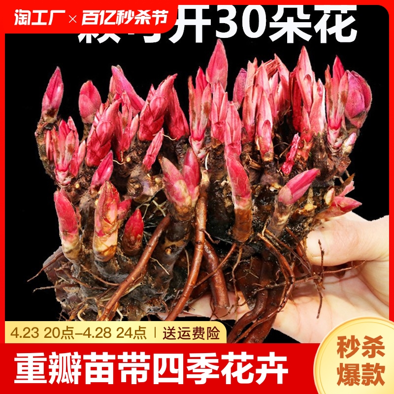 重瓣芍药花苗带芽根块四季花卉多年生阳台庭院浓香花植物盆栽耐寒