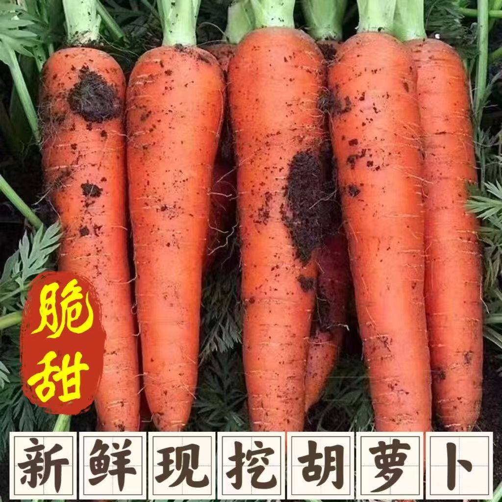 新鲜现挖河南胡萝卜脆甜爽口农家自种蔬菜沙地绿色健康当季