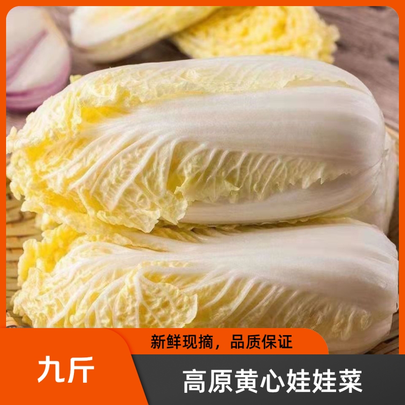 高原娃娃菜现砍现发农家自种黄心娃娃菜火锅蔬菜蔬菜批发露天