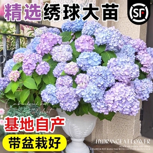 绣球花苗大花植物无尽夏开花好养 不断盆栽花卉植物室内花 花四季
