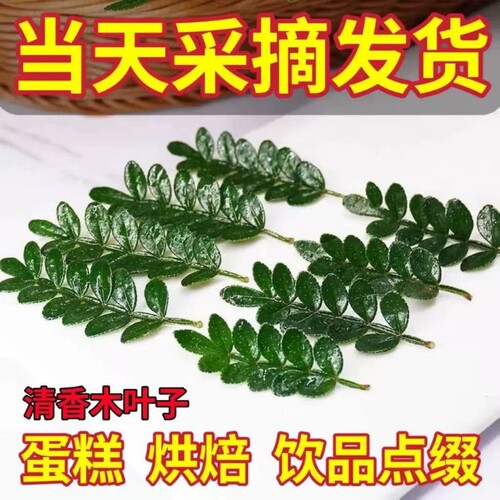 鸡尾酒甜品调酒蛋糕装饰点缀绿植盆栽清香木叶子薄荷芽迷迭香植物