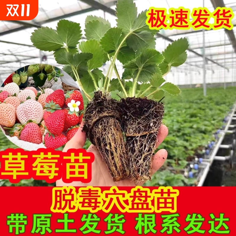 草莓苗秧盆栽四季丹东红颜奶油牛奶种植裸根脱毒秧苗南方批发结果