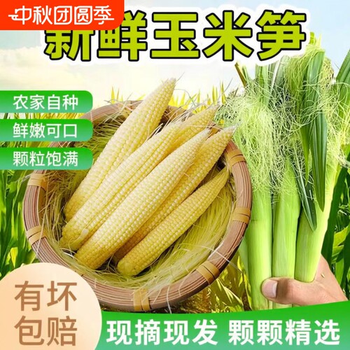 水果甜玉米笋小玉米芯玉米笋