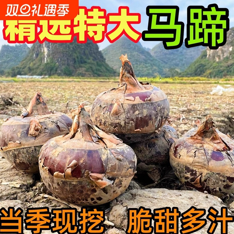 安徽特产现挖水晶马蹄