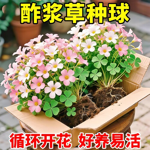 酢浆草种球多年生盆栽庭院花卉观赏植物室内开花紫叶幸运三叶种子