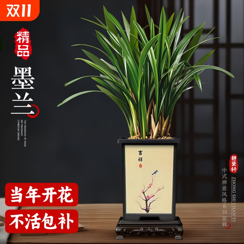 精品兰花盆栽墨兰富贵花卉好养活绿植花卉室内客厅办公室桌面植物