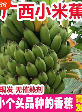 [热卖]广西高山小米蕉当季新鲜自然熟迷你小香蕉鸡蕉拇指蕉现摘