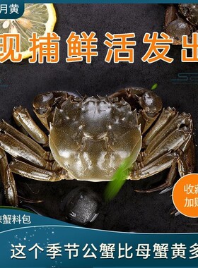 鲜活六月黄大闸蟹螃蟹产地直发