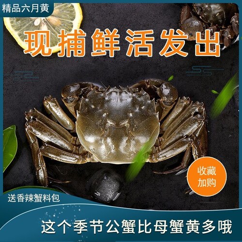 鲜活六月黄大闸蟹螃蟹产地直发