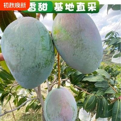 四川攀枝花凯特芒果新鲜当季水果澳芒青应季整箱包邮特大青果