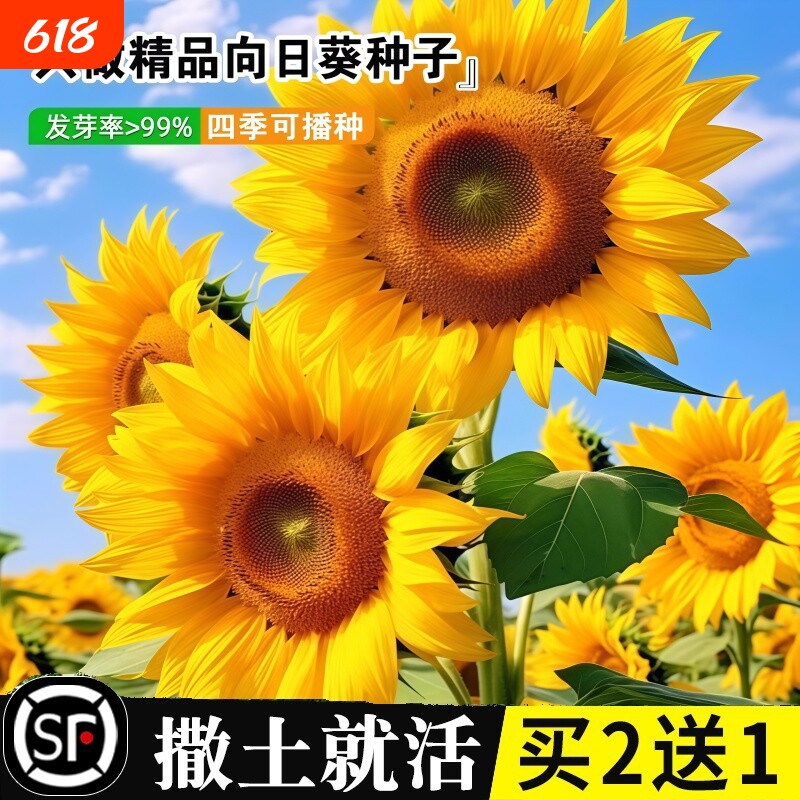 向日葵花种籽子四季开花高杆观赏庭院盆栽食用葵花花种子室外种植
