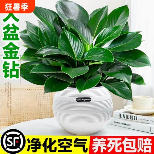 金钻盆栽绿萝水培植物吸室内发财树绿植多肉大叶植物甲醛好养活