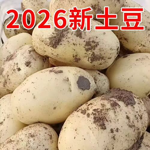 2026年新土豆贵州毕节今年
