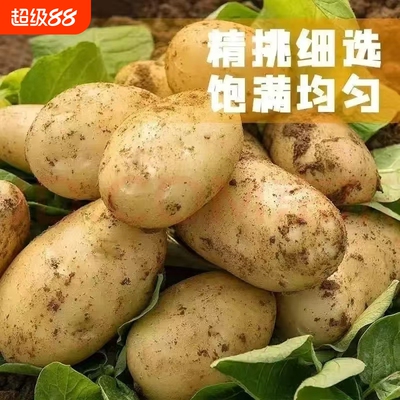 新鲜现挖黄心土豆农村沙土洋芋
