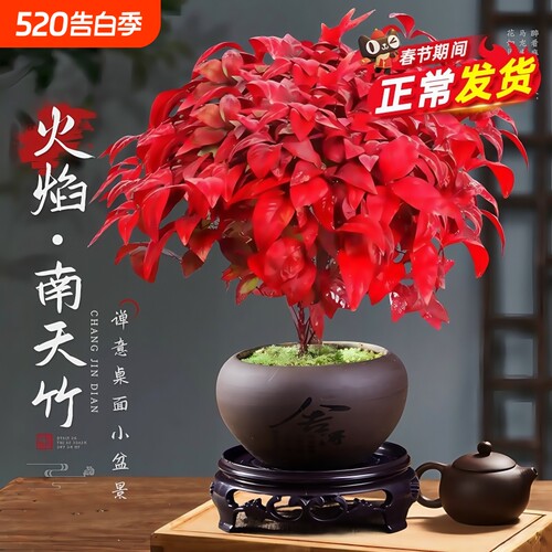 火焰南天竹盆栽树苗矮化小盆景室内耐寒绿植物好养庭院阳台桌面