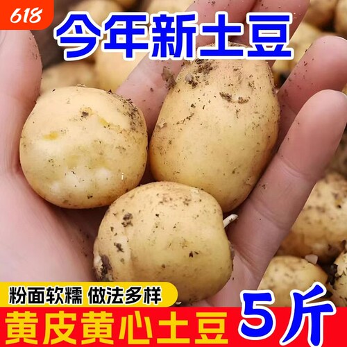 恩施黄心小土豆新鲜现挖