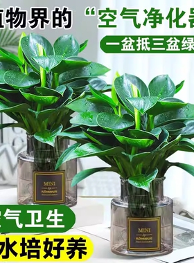 金钻绿公主盆栽带花苞绿箩萝水培植物办公室内花卉绿植四季好养活