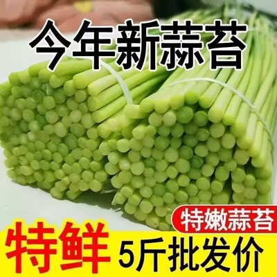 新鲜现摘河南蒜苔农家自种蒜薹
